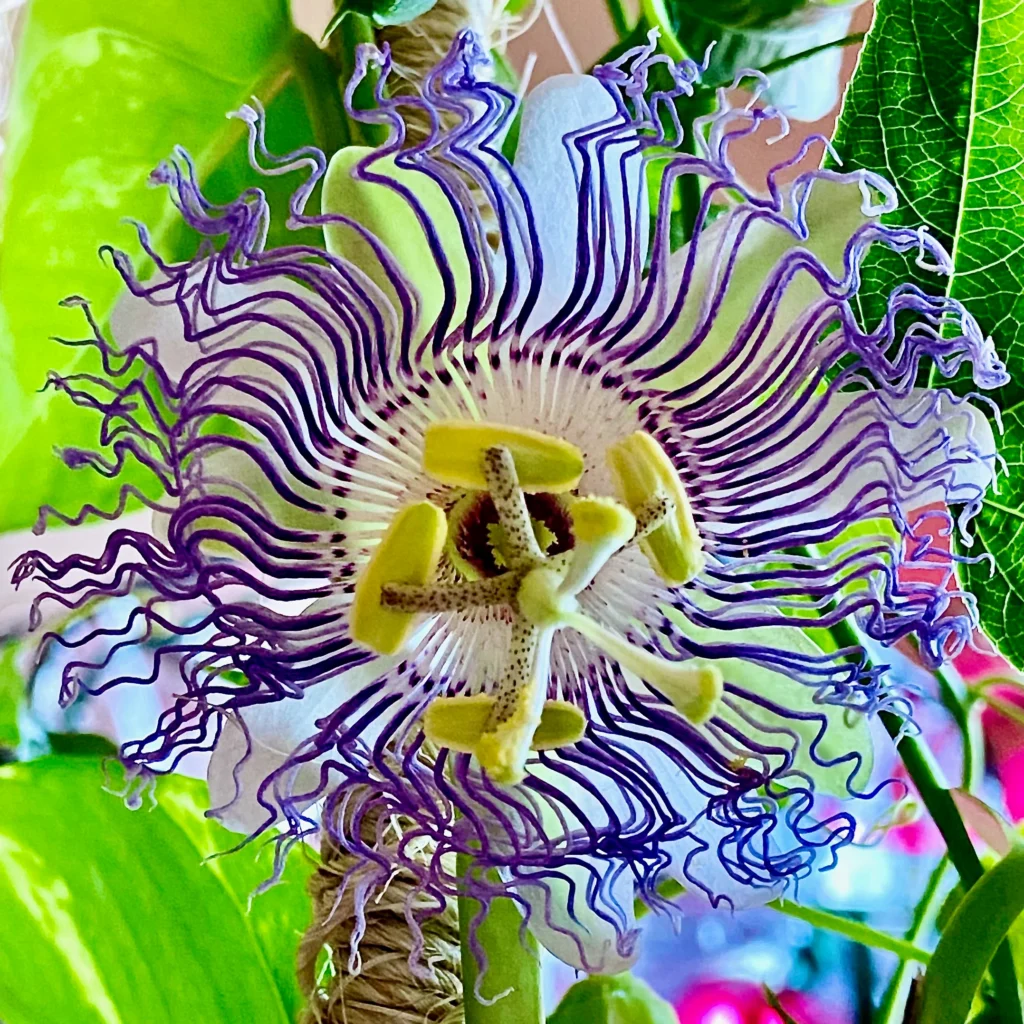 Additional tips for growing passion flowers