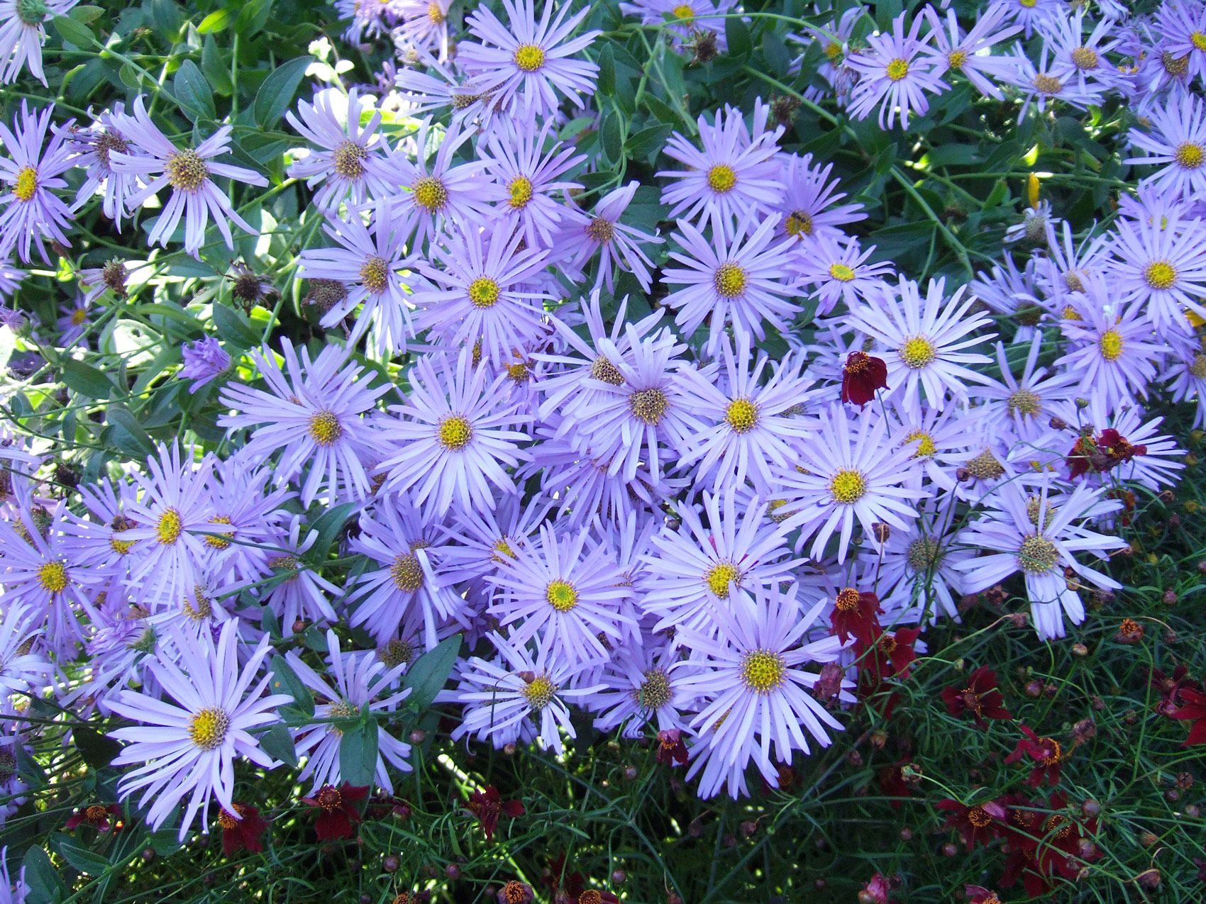 Asters (aster)