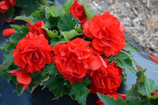 Begonia (begonia)