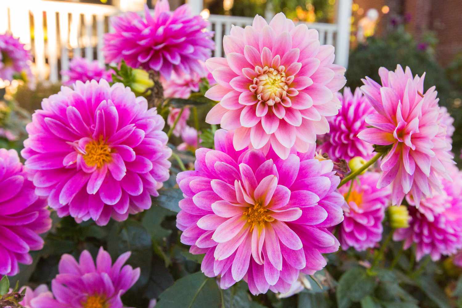 Best summer flowers for a lush and colorful garden