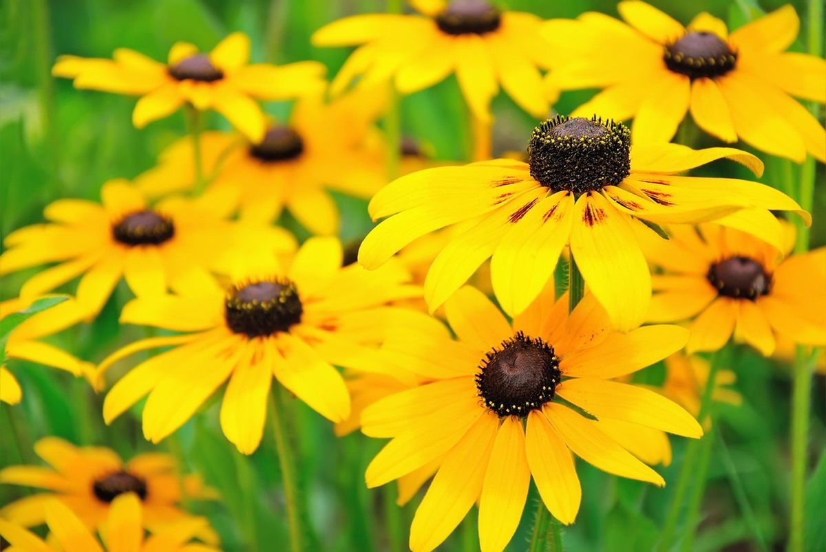 Black-eyed susan