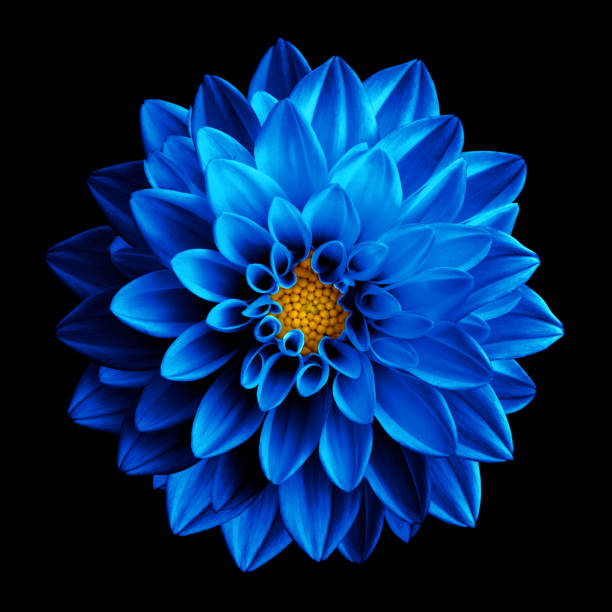 Blue Dahlia