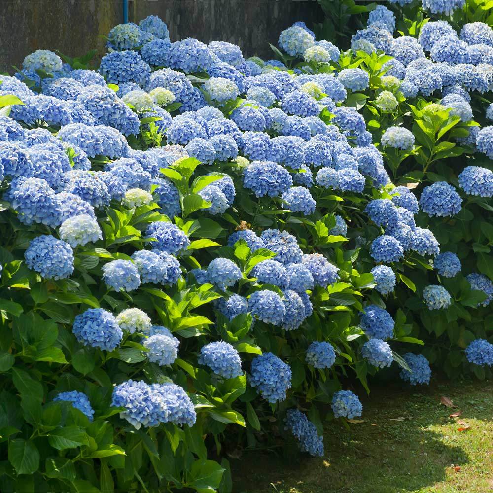 Blue Hydrangeas