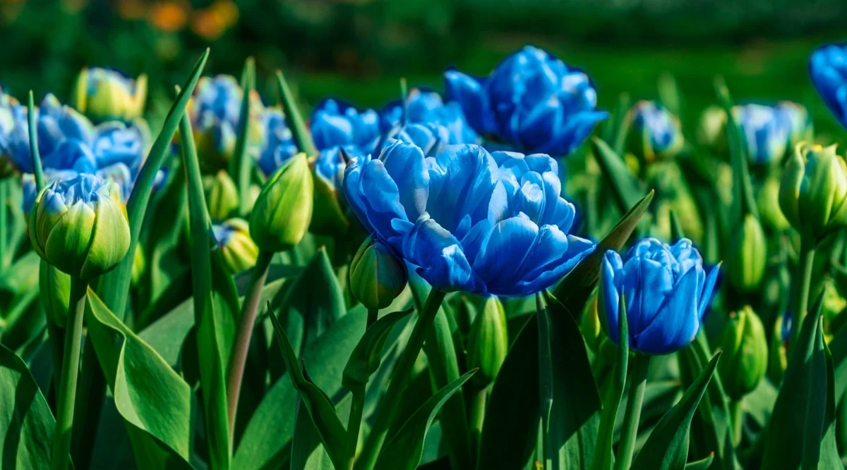 Blue Tulips