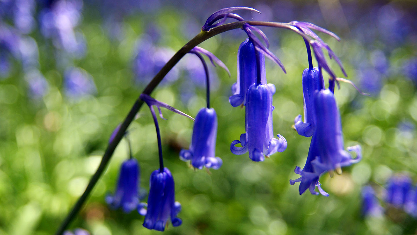 Bluebell flowers (hyacinthoides non-scripta)