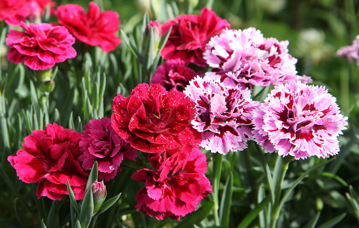 Carnation Blooming