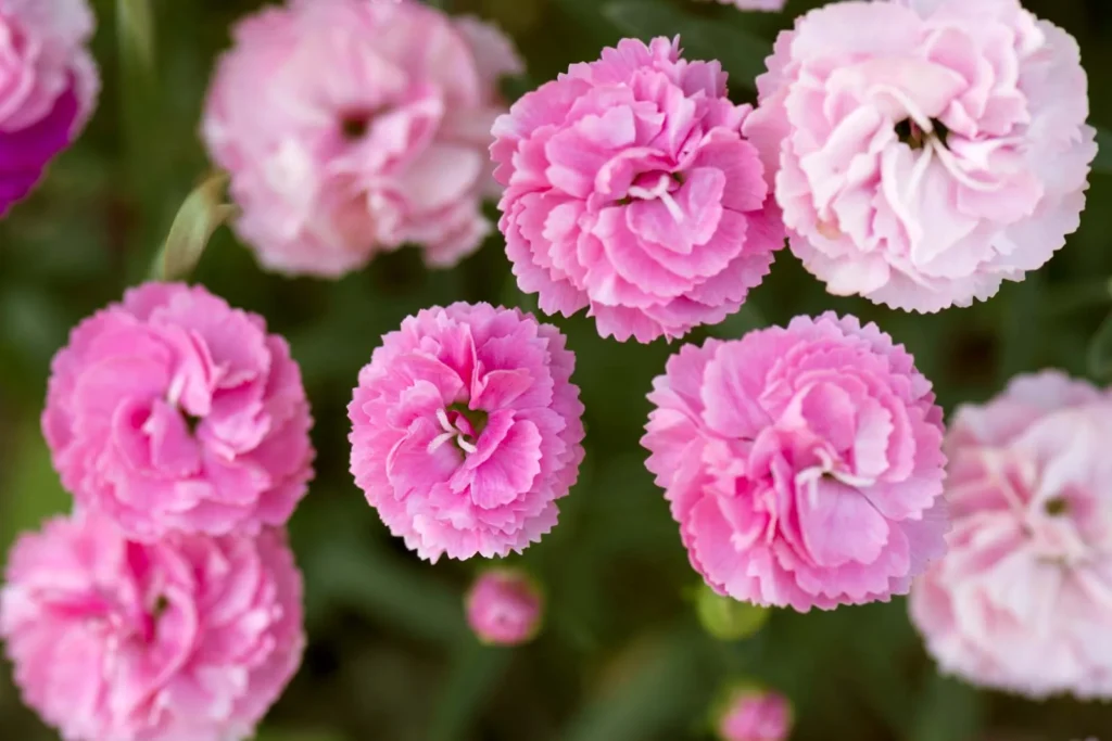 Carnations (dianthus caryophyllus)