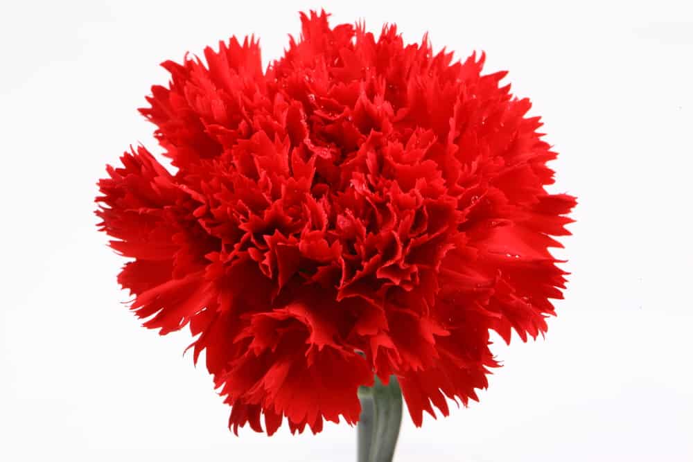 Characteristics of Carnations