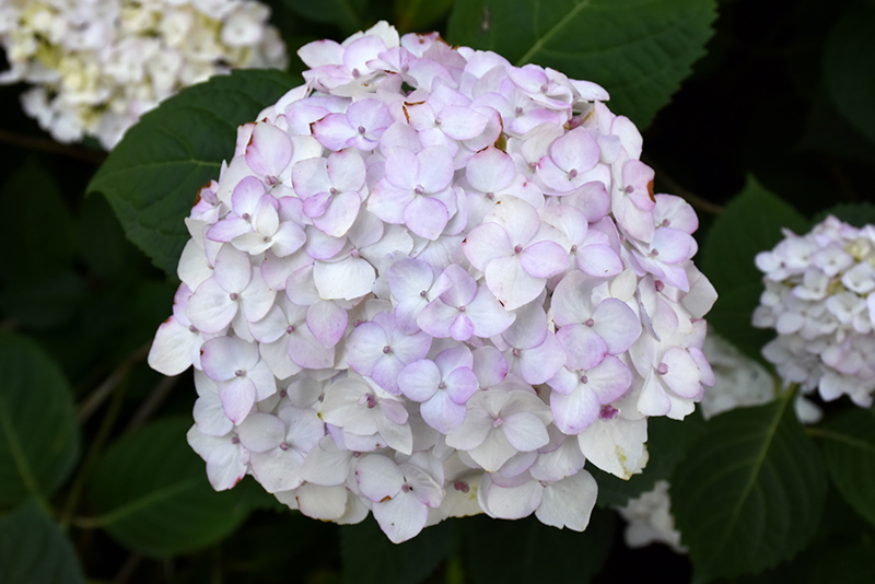 Characteristics of Hydrangea Flowers