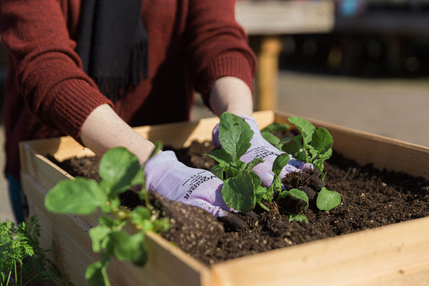 Choosing and Preparing Planting Containers