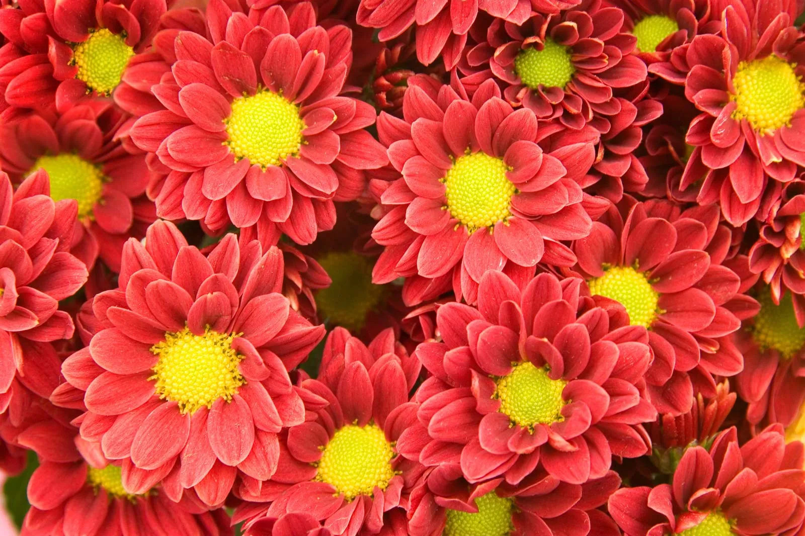 Chrysanthemums (chrysanthemum)