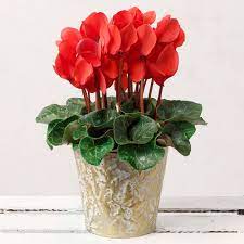 Common issues with cyclamen