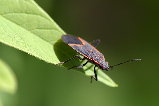 Common spring tree pests