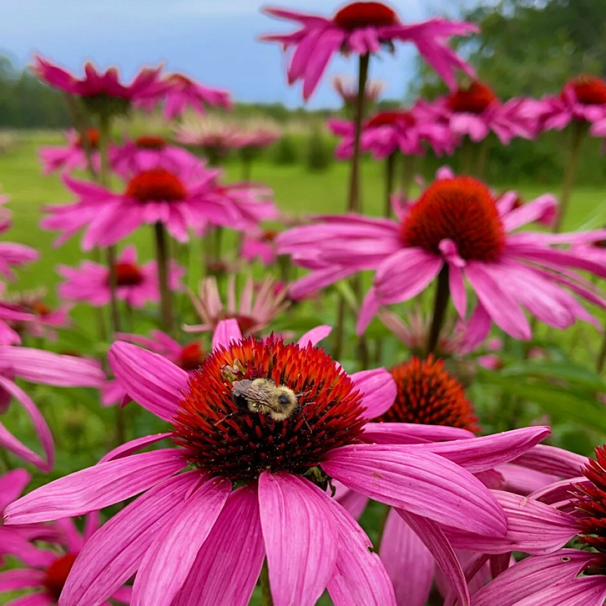 Coneflower (echinacea)