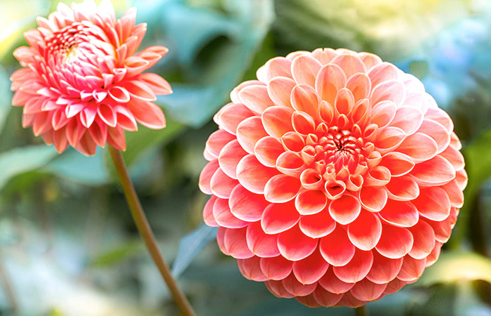 Dahlia flower meaning