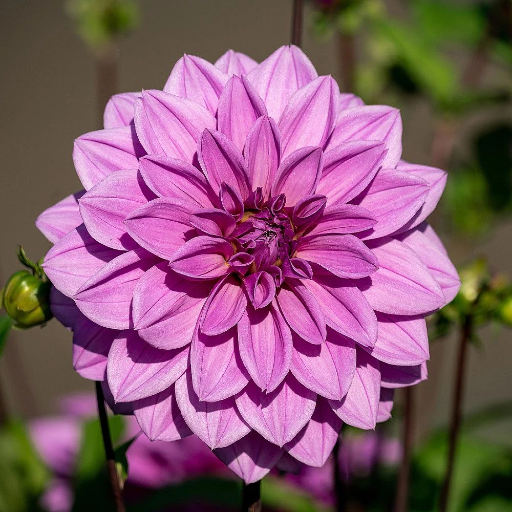 Dahlia