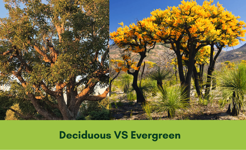 Deciduous vs. evergreen