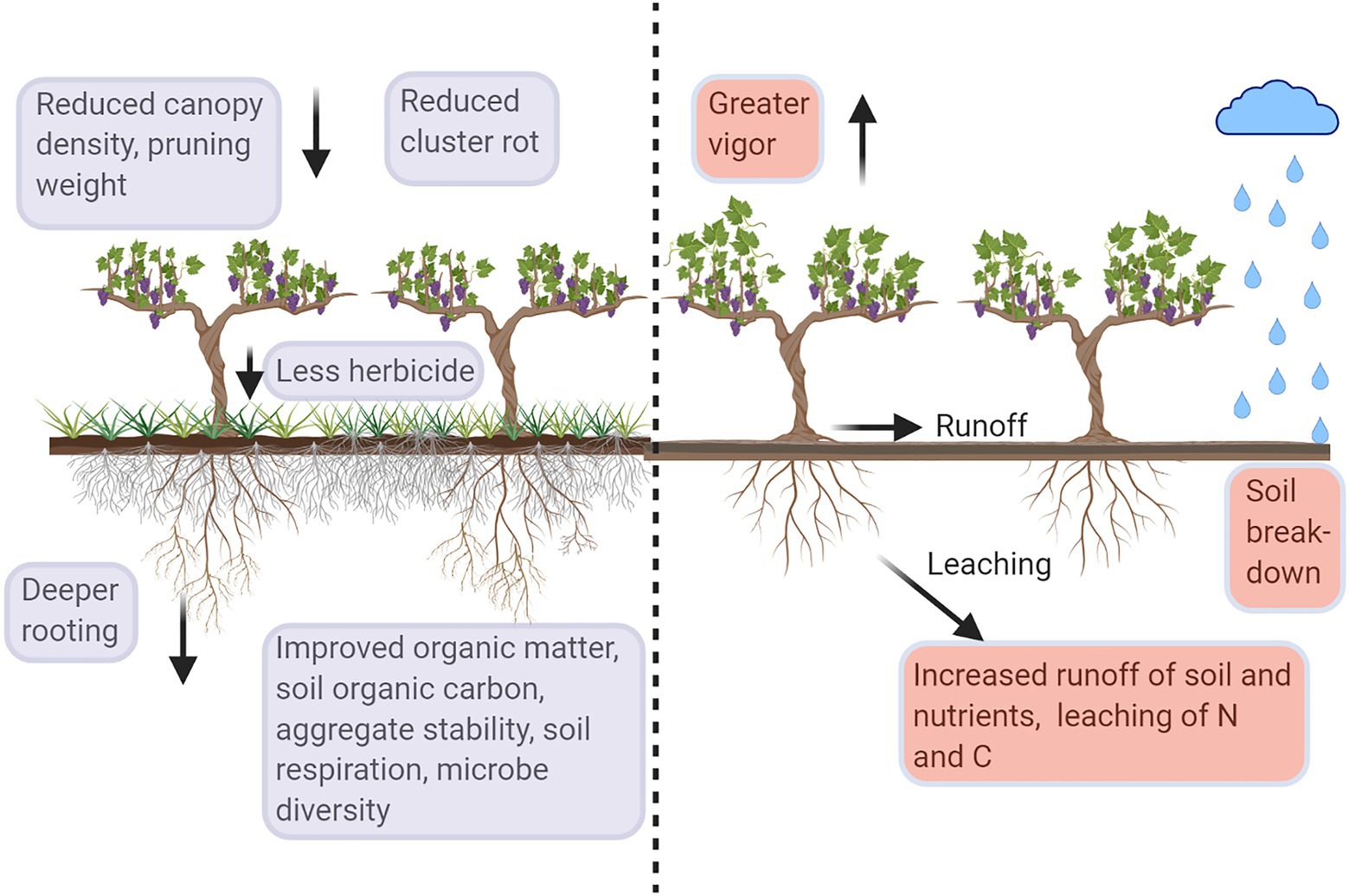 Factors affecting grapevine growth