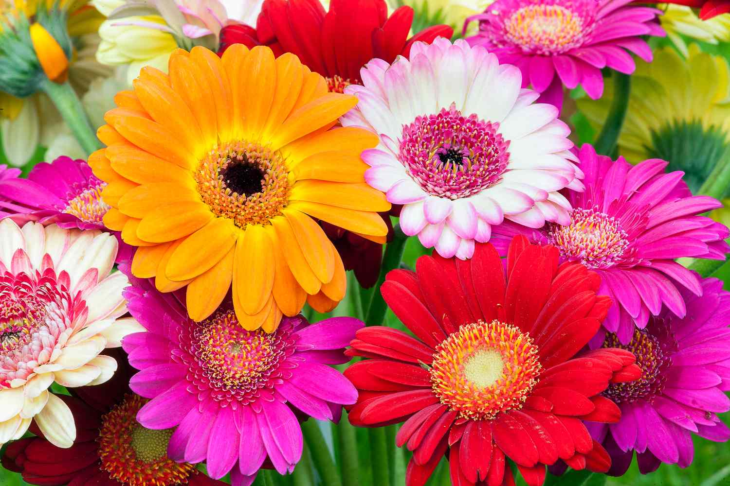 Gerbera daisies (gerbera)