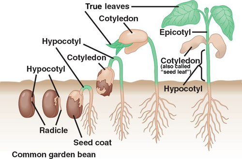 Germination conditions