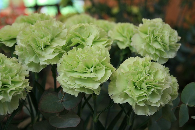 Green Carnations