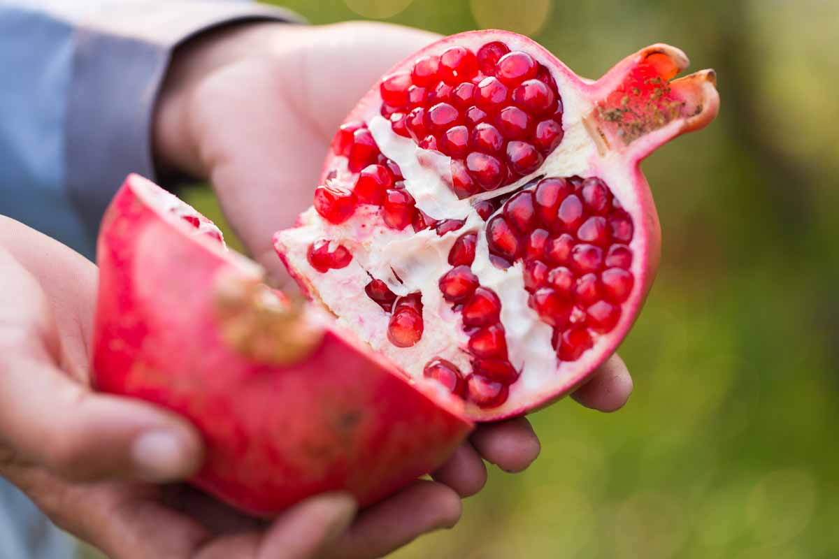 Harvesting and Storing Pomegranates