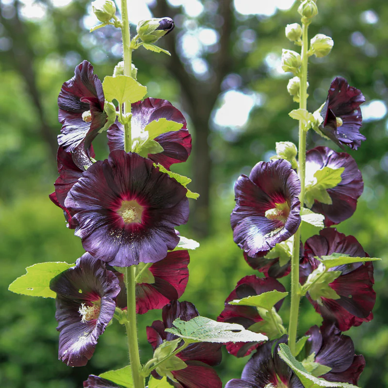 Hollyhocks flower seeds