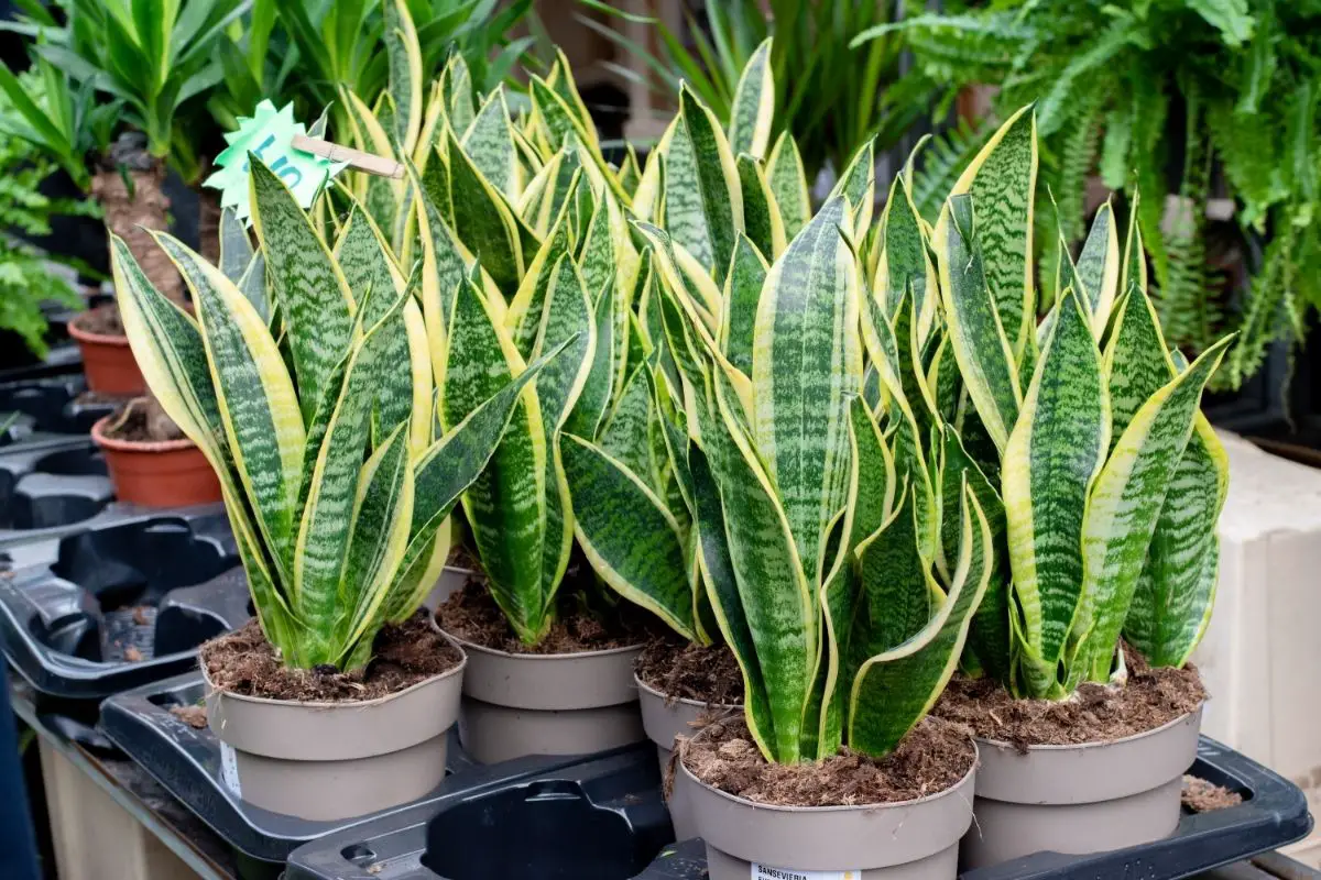 Step-by-step guide to propagating snake plants in water