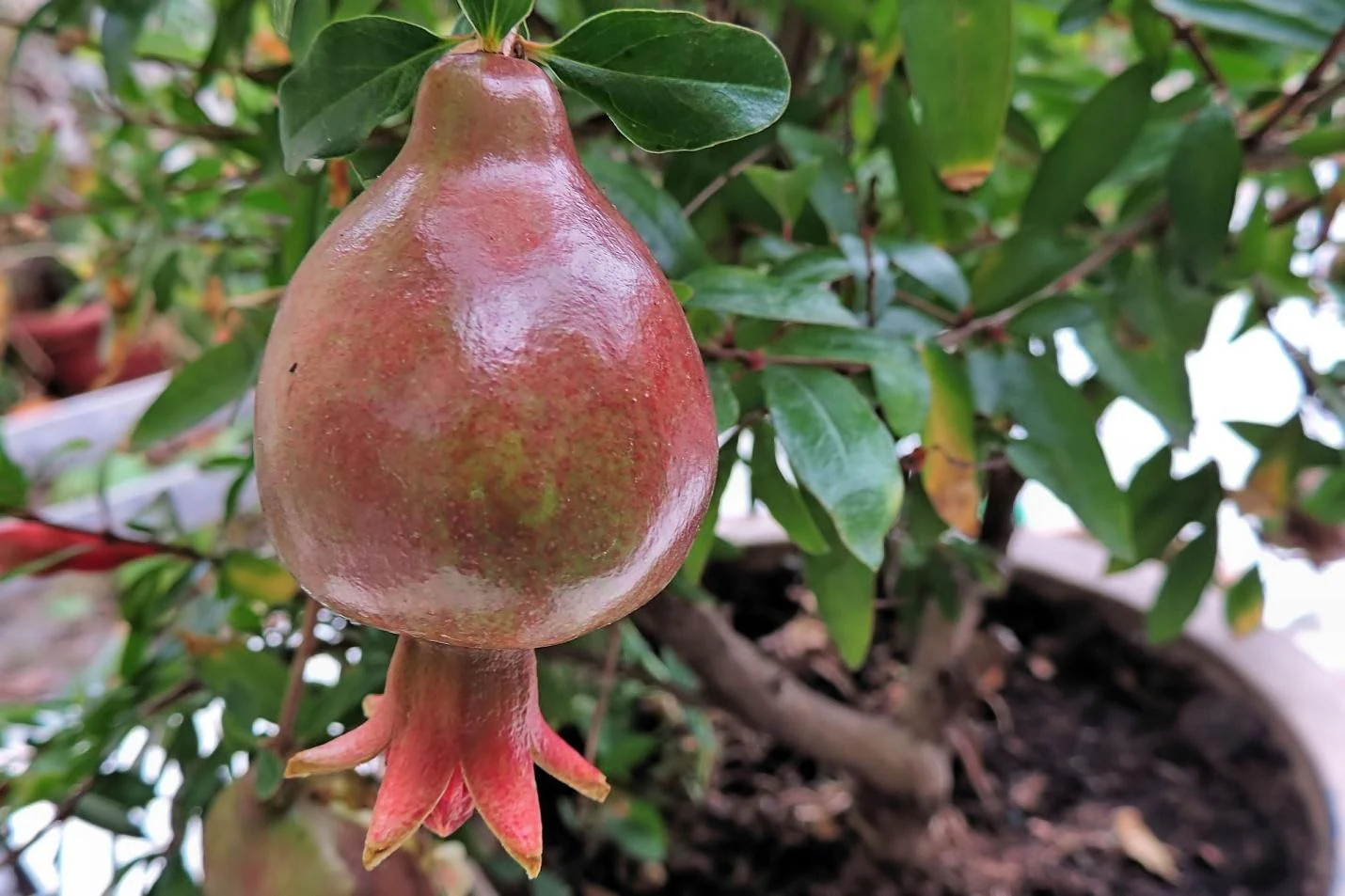 How to care for pomegranate plants grown in pots