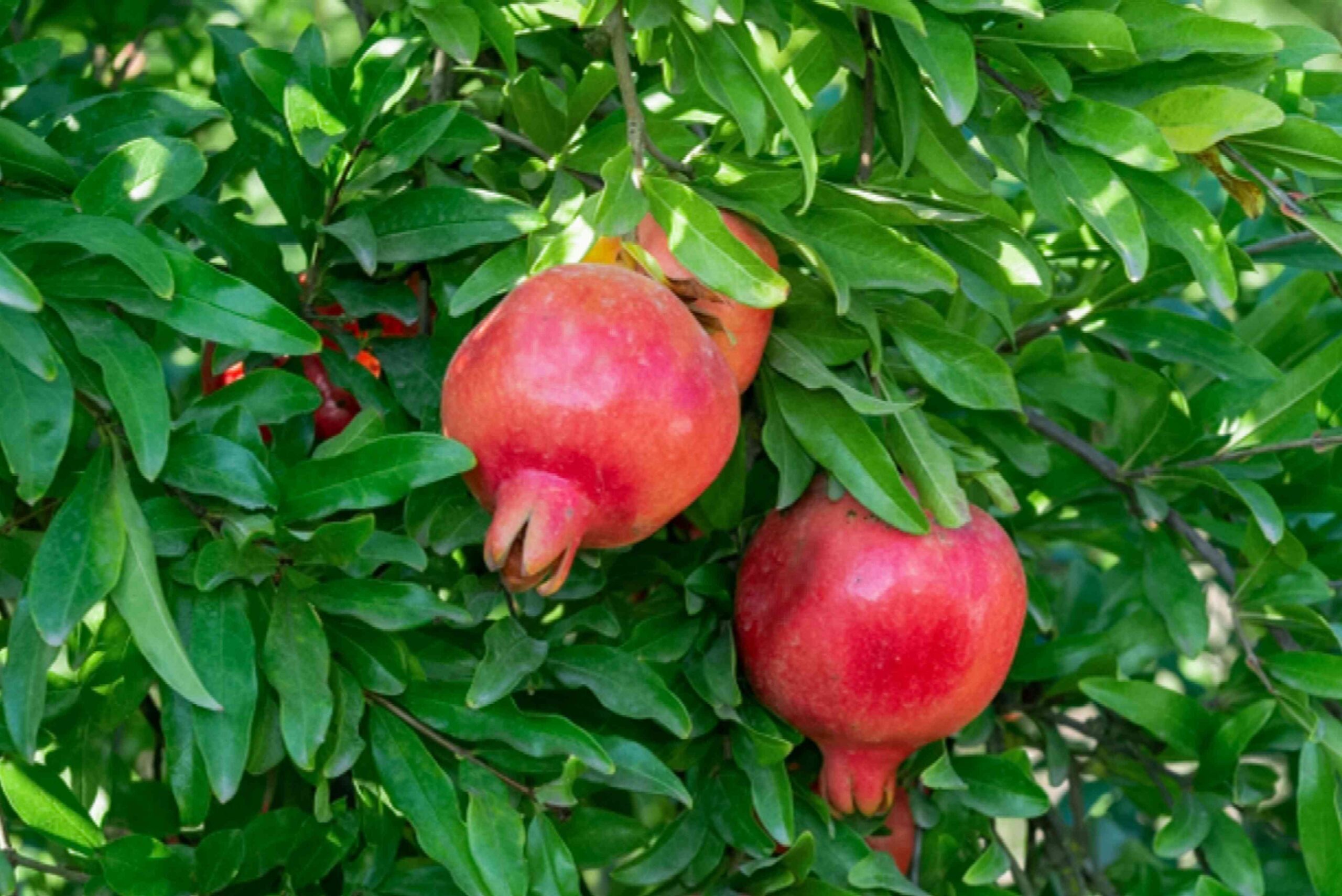 How to plant a pomegranate tree in a pot