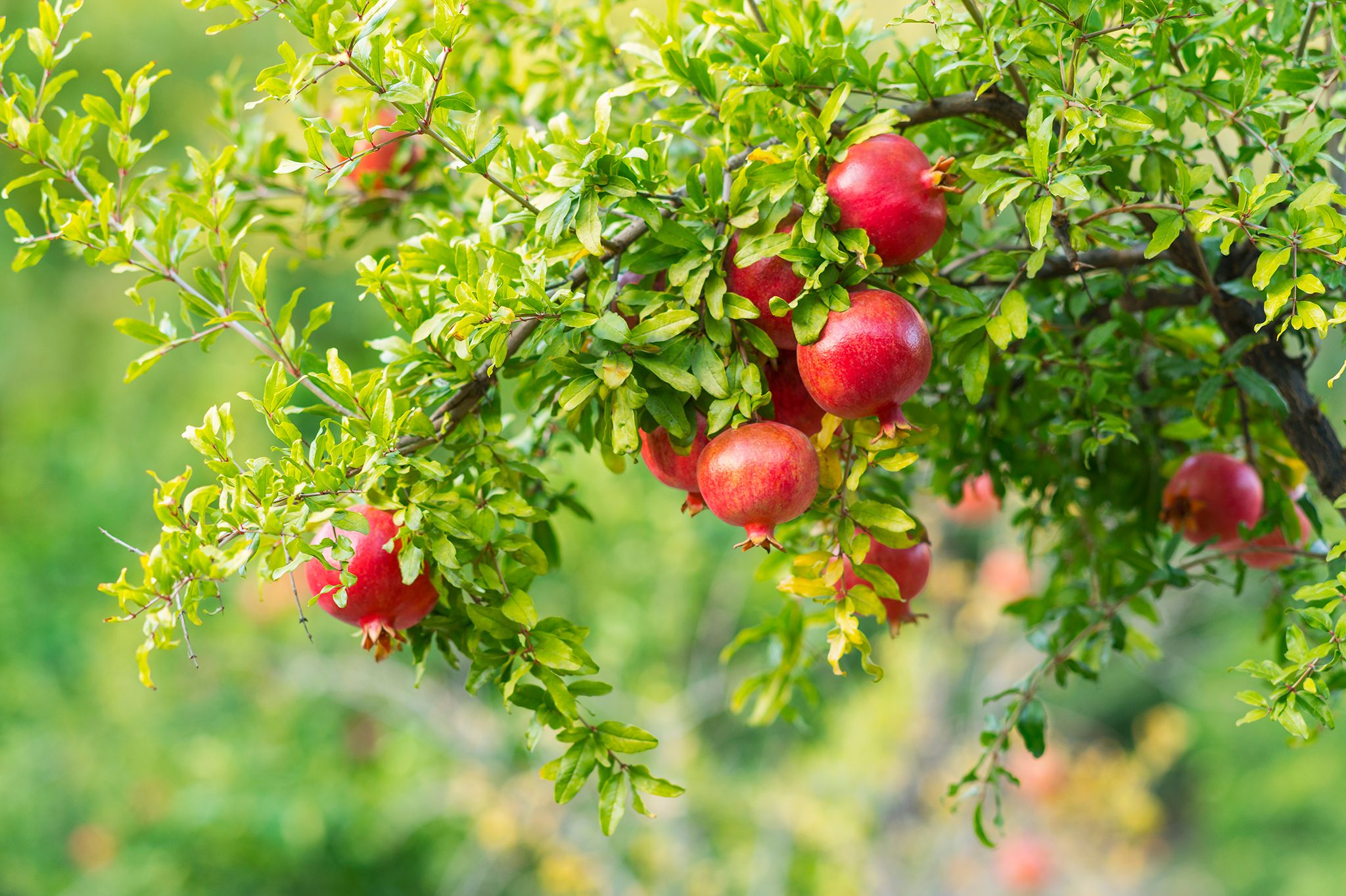 How to plant a pomegranate tree