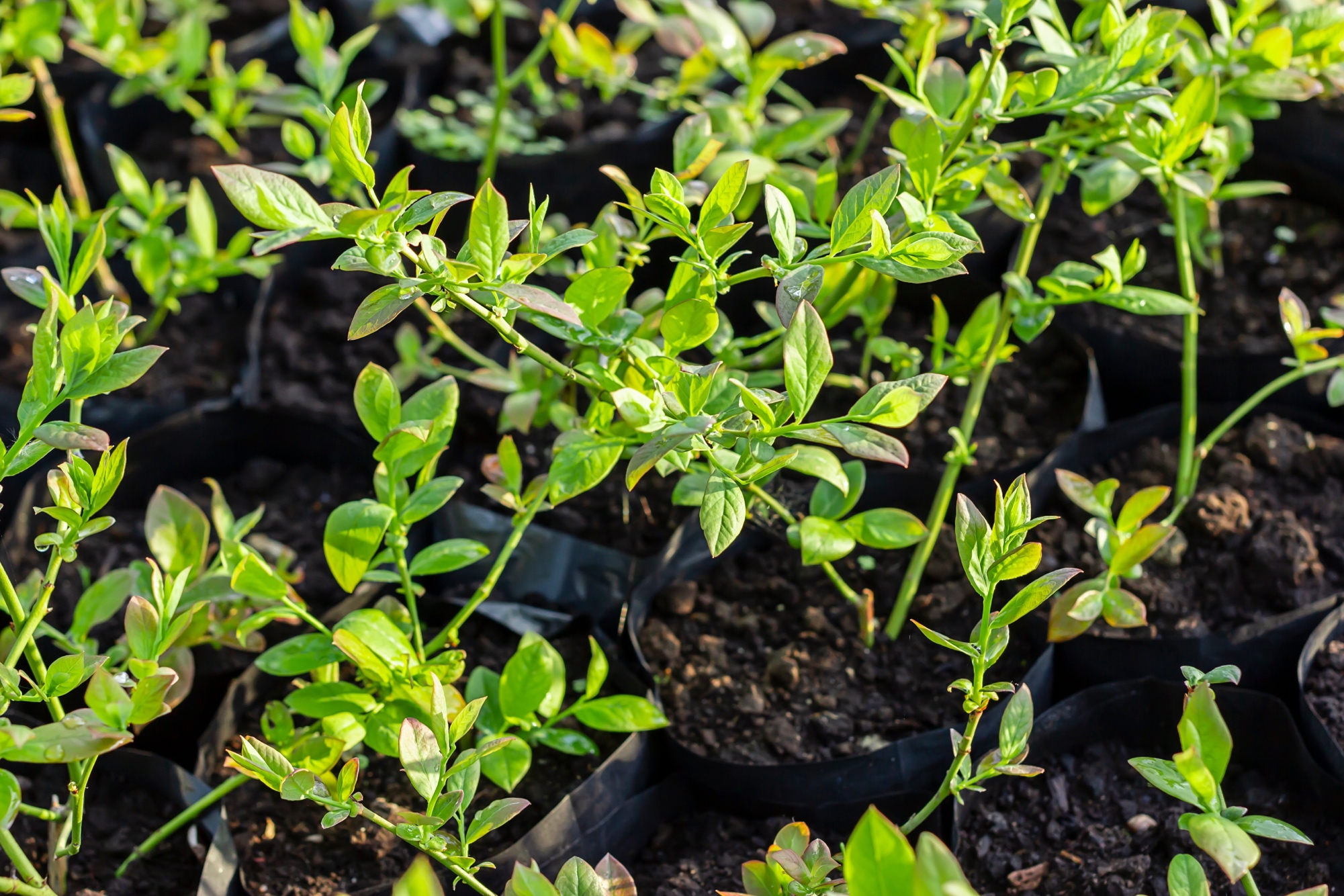 How to propagate blueberry plants cutting - Selecting the right time for cuttings