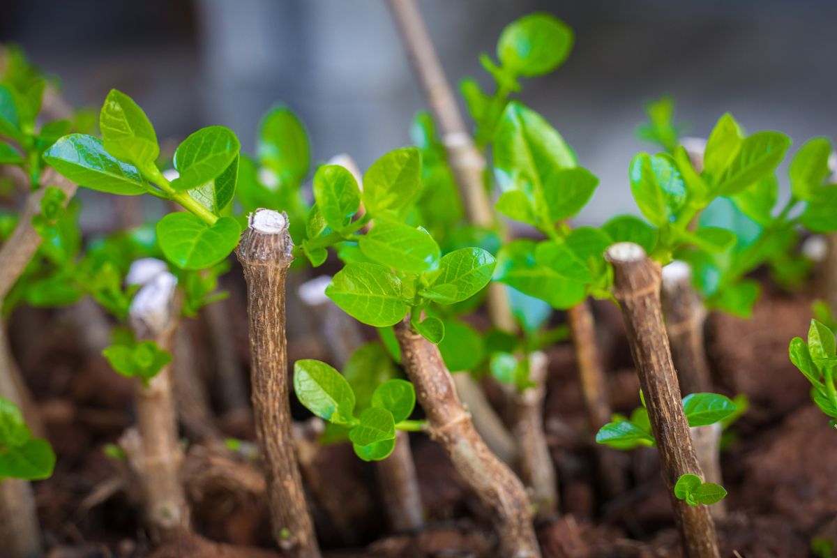 How to propagate blueberry plants cutting