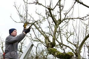 how to prune an apple tree correctly