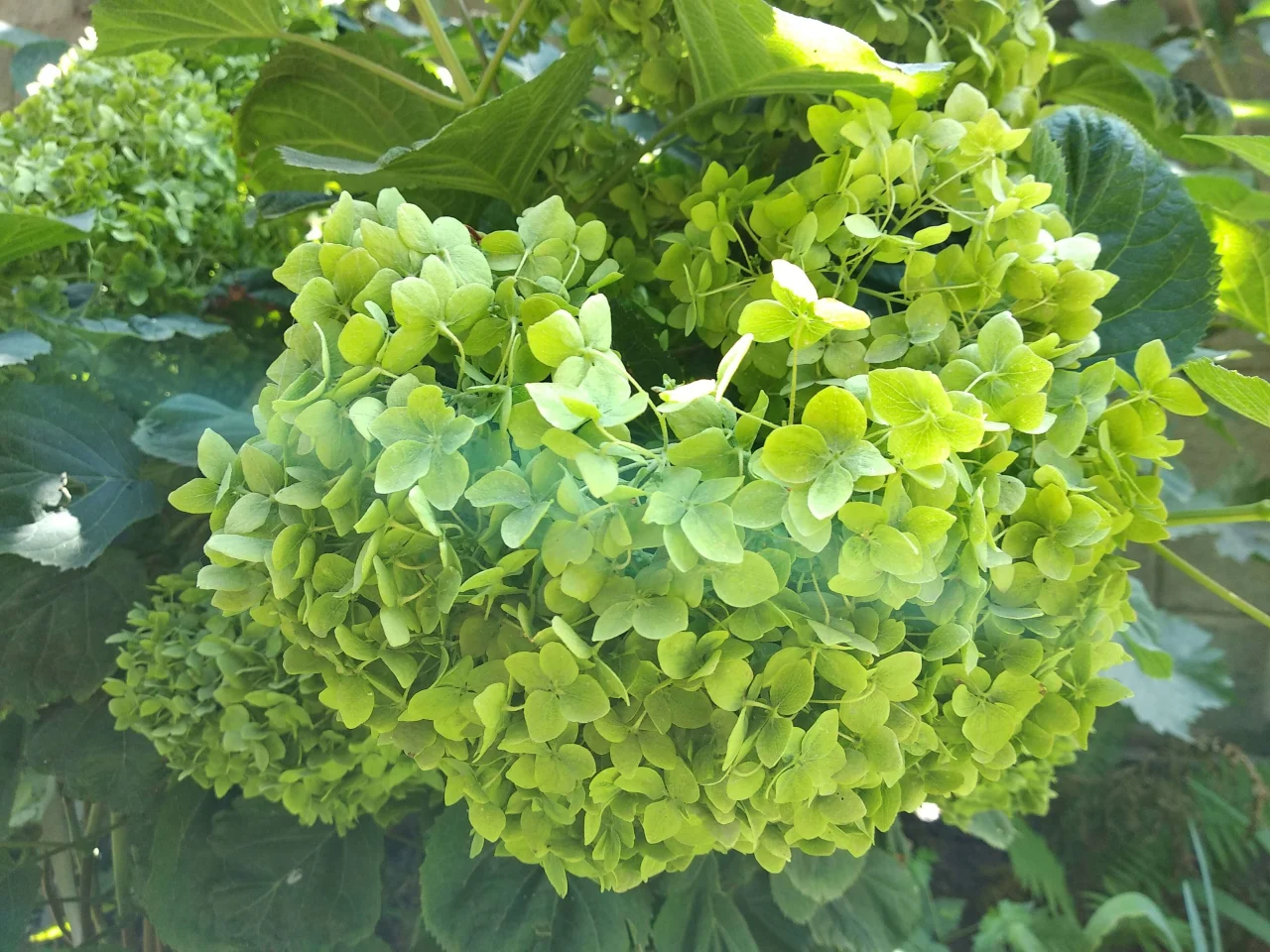 Hydrangea flower meaning in British culture