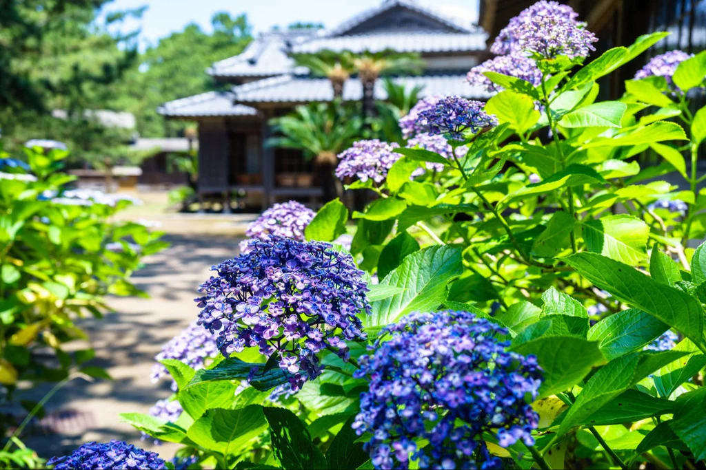 In Japan, hydrangeas symbolize an apology