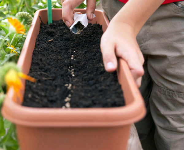 Initial setup for propagated plants