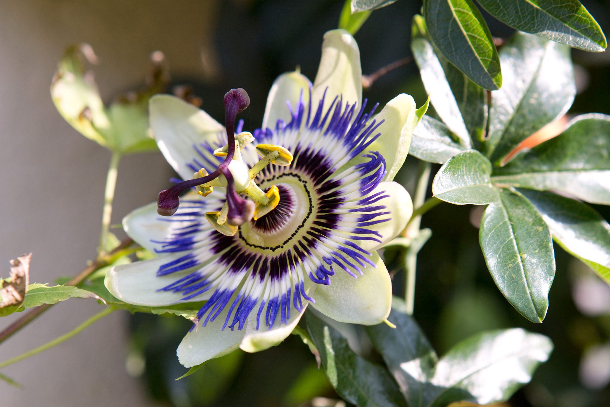 Instructions on how to grow passion flowers