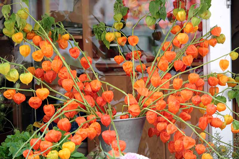 Lantern flowers (physalis alkekengi)