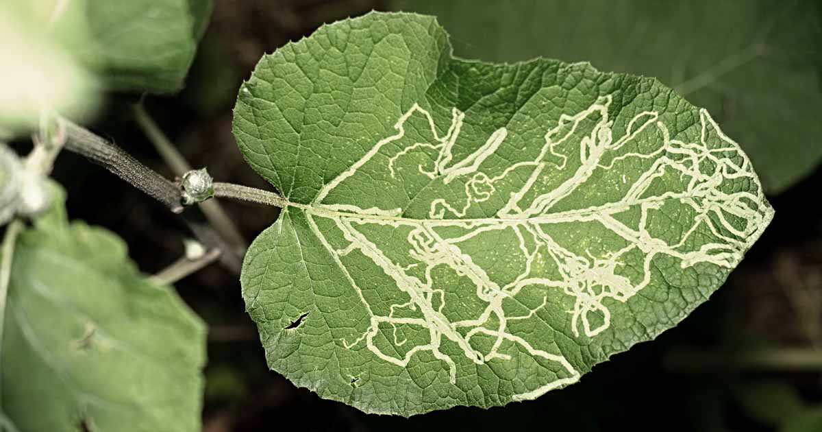 Leaf miners