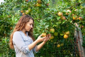 how to care for fruit trees