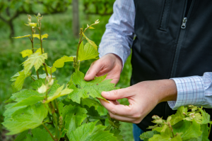 Measures when encountering problems related to grapes