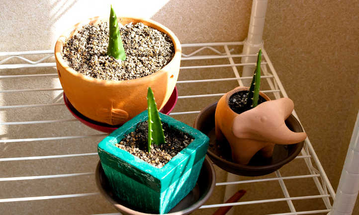 Methods of propagating aloe plants