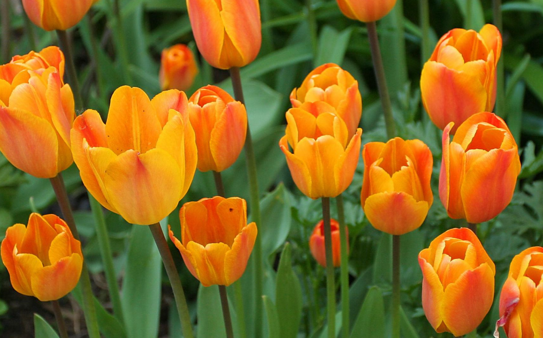 Orange Tulips