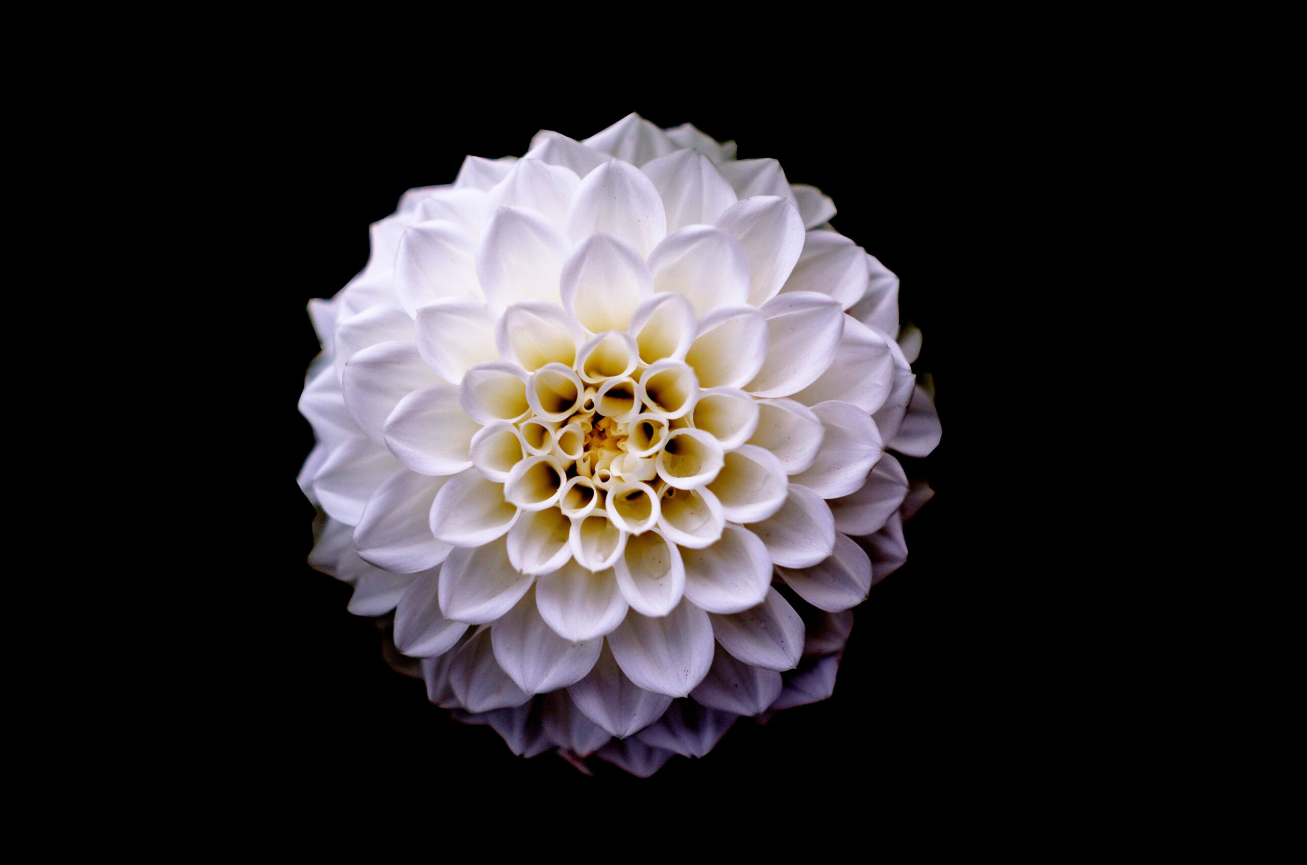 Origin of Dahlias