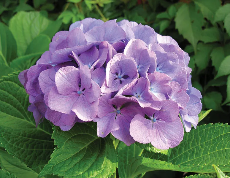 Origin of Hydrangea Flowers