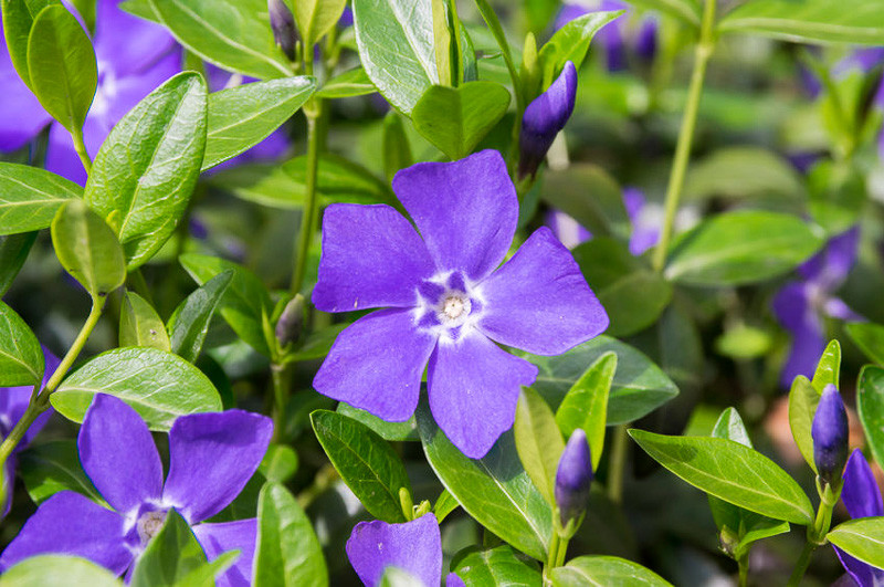 Periwinkle (vinca minor)