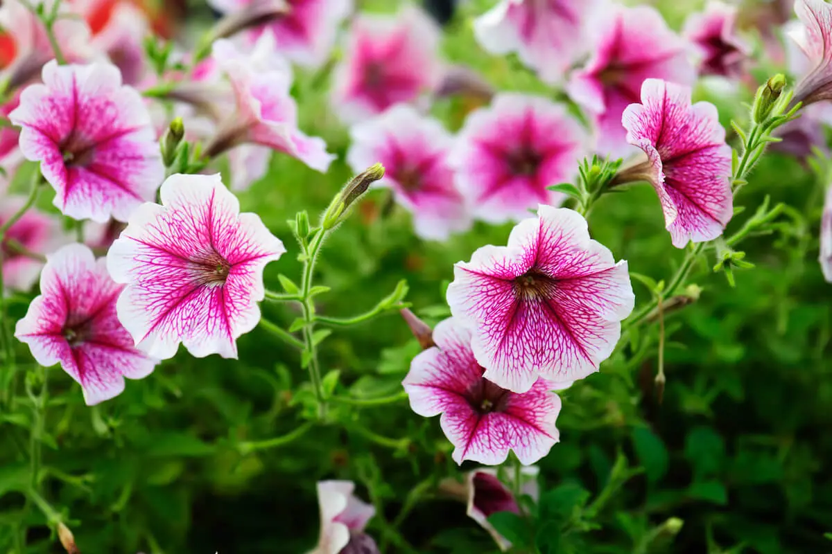 Petunias (petunia)