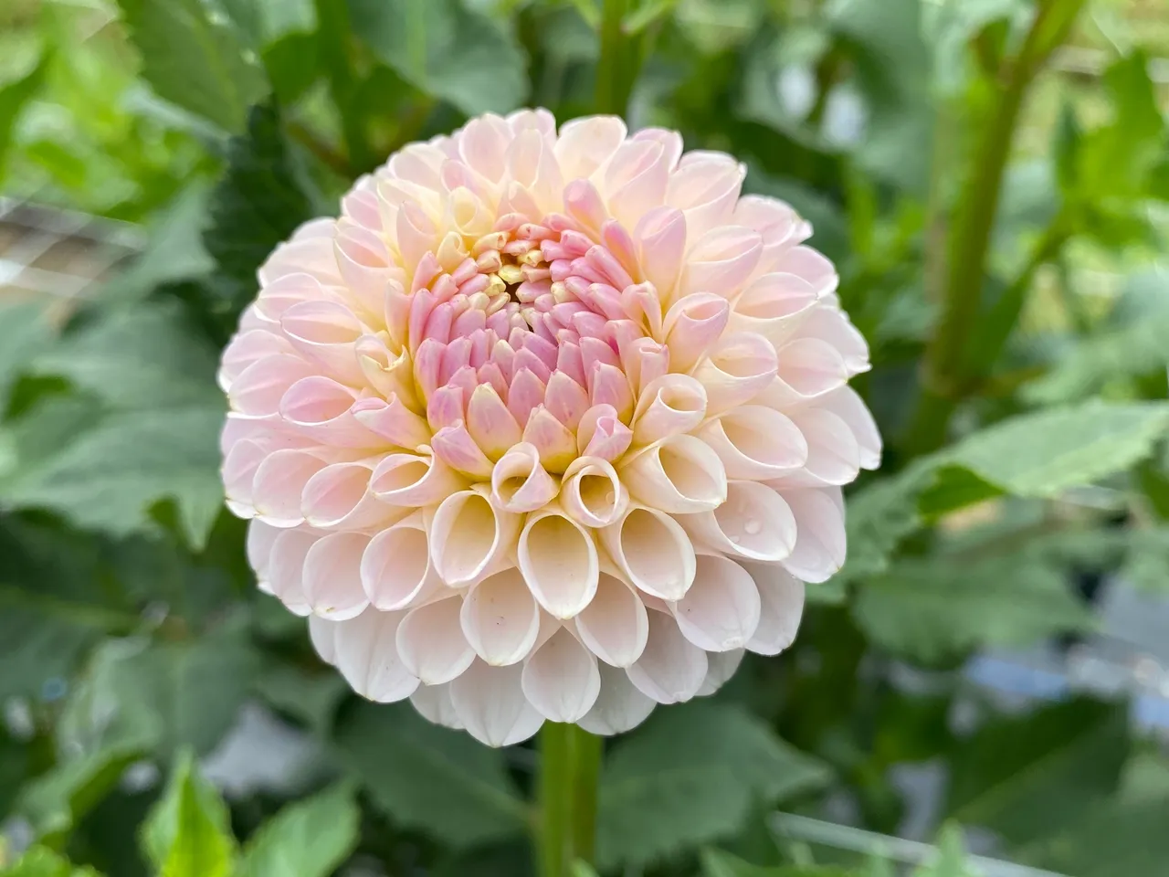 Pink Dahlia