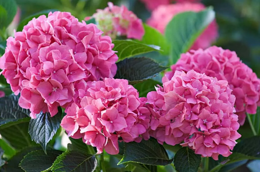 Pink Hydrangeas